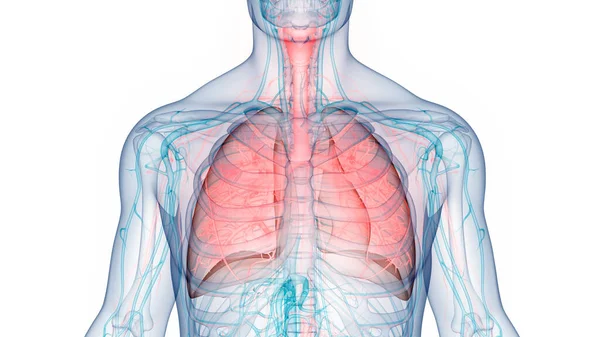 Ludzki Układ Oddechowy Anatomia Płuc — Zdjęcie stockowe