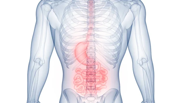 Human Digestive System Stomach Small Intestine Anatomy — стокове фото