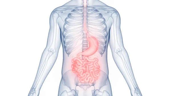 Emberi Emésztőrendszeri Gyomor Kis Bélrendszeri Anatómiával — Stock Fotó