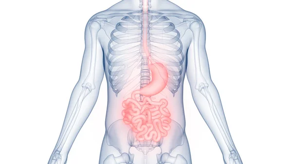 Estómago Del Sistema Digestivo Humano Con Anatomía Del Intestino Delgado — Foto de Stock