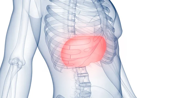 Nsan Sindirim Organı Anatomisi Boyut — Stok fotoğraf