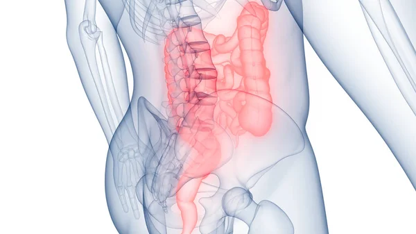 Anatomía Del Sistema Digestivo Humano — Foto de Stock