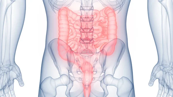 Ludzka Anatomia Układu Pokarmowego — Zdjęcie stockowe