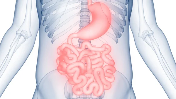 Anatomía Del Sistema Digestivo Humano — Foto de Stock