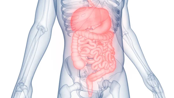 Anatomie Des Menschlichen Verdauungssystems — Stockfoto