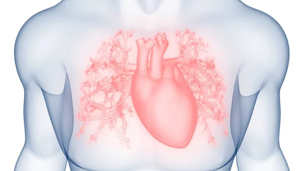 Anatomia Cardiaca Del Sistema Circolatorio Umano — Foto Stock