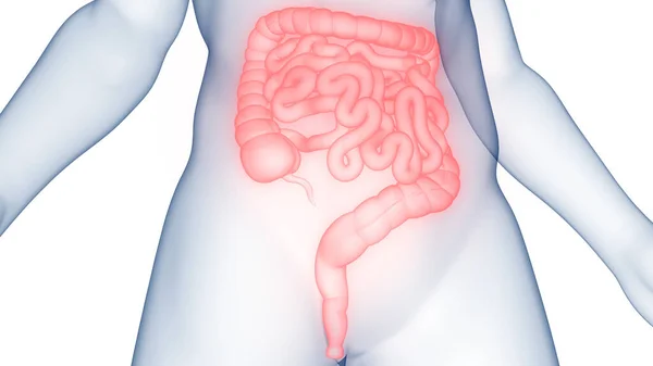 Human Digestive System Anatomy — Stock Photo, Image