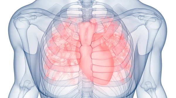 Ludzki Układ Krążenia Anatomia Serca — Zdjęcie stockowe