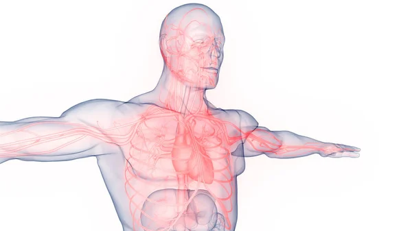 Anatomie Srdce Lidského Oběhového Systému — Stock fotografie