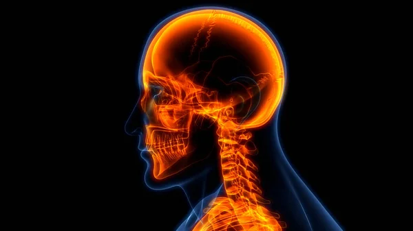 Ανθρώπινο Κεντρικό Νευρικό Σύστημα Ανατομία Του Εγκεφάλου — Φωτογραφία Αρχείου