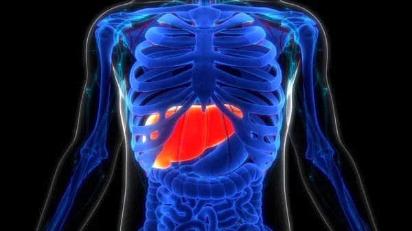 Human Internal Digestive Organ Liver Anatomy Inglés —  Fotos de Stock