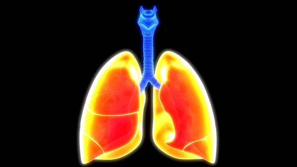 Anatomia Polmonare Del Sistema Respiratorio Umano — Foto Stock