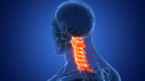 Spinal cord Anatomy (Cervical vertebrae). 3D - Illustration