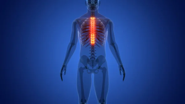 Columna Vertebral Médula Espinal Vértebras Torácicas Anatomía Del Sistema Esquelético — Foto de Stock