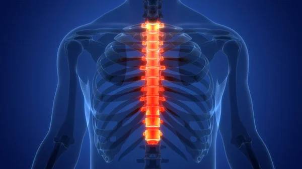 Coluna Vertebral Coluna Vertebral Vértebras Torácicas Anatomia Sistema Esqueleto Humano — Fotografia de Stock