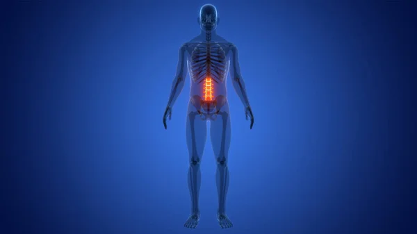Rückenmark Wirbelsäule Lendenwirbel Des Menschlichen Skelettsystems Anatomie — Stockfoto