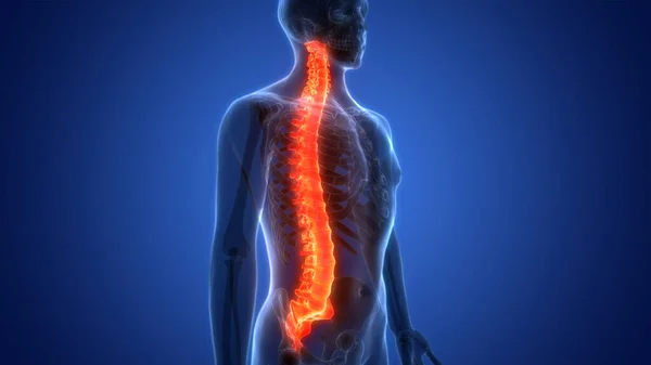 Spinal Cord Vertebral Column Human Skeleton System Anatomy — стокове фото