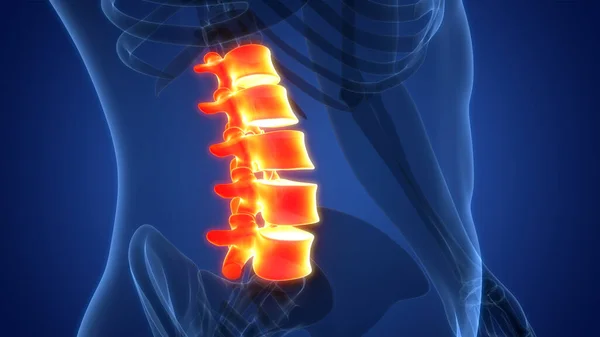 Spinal Cord Vertebral Column Lumbar Wervels Van Human Skeleton System — Stockfoto