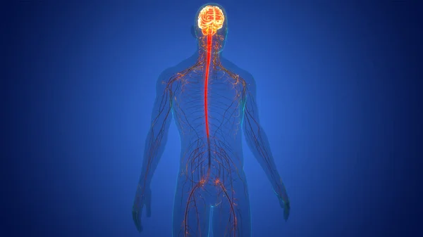 人类中央神经系统脑解剖 — 图库照片