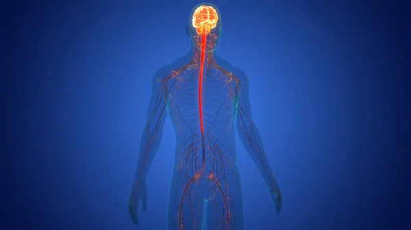 Anatomia Cerebrale Del Sistema Nervoso Centrale Umano — Foto Stock