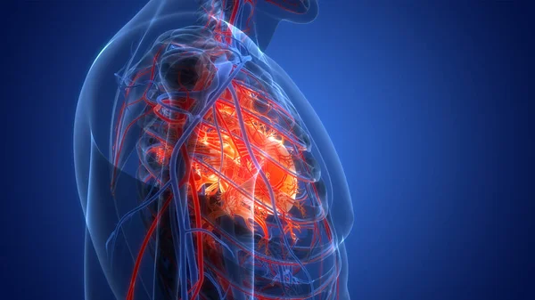 해부학 Human Circulatory System Heart Anatomy — 스톡 사진