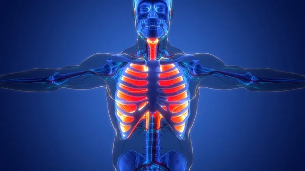 Anatomia Polmonare Del Sistema Respiratorio Umano — Foto Stock