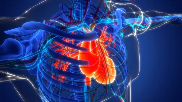 Anatomie Srdce Lidského Oběhového Systému — Stock fotografie