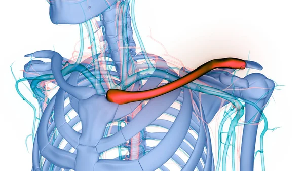 Sistema Esquelético Humano Clavícula Articulaciones Óseas Anatomía — Foto de Stock