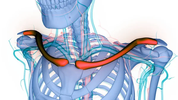 Människans Skelettsystem Clavicle Benleder Anatomi Tredimensionell — Stockfoto