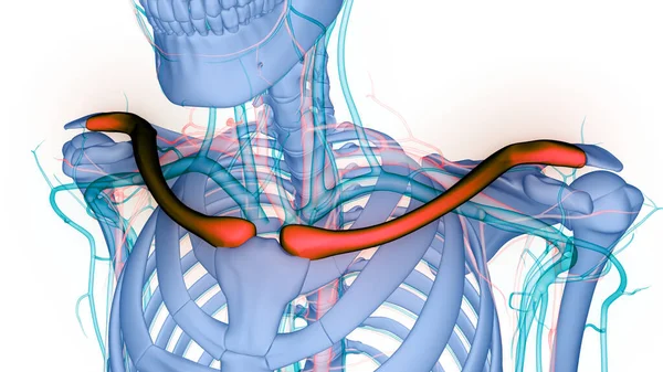 Анатомия Костных Суставов Ключицы Человека — стоковое фото