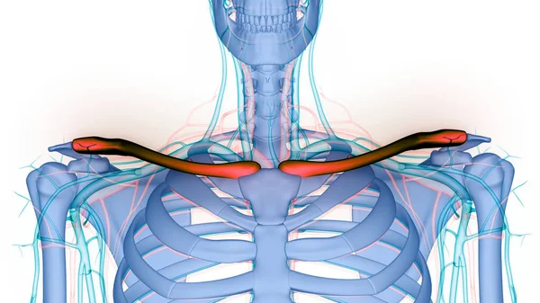 Människans Skelettsystem Clavicle Benleder Anatomi Tredimensionell — Stockfoto