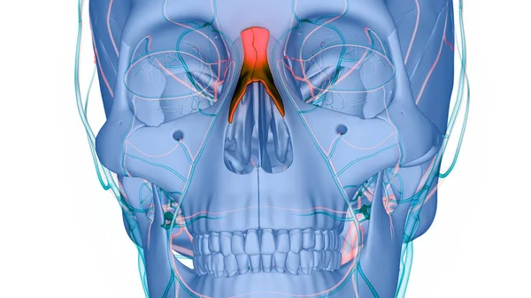 Menschliches Skelettsystem Schädelknochen Teile Nasenknochen Anatomie — Stockfoto