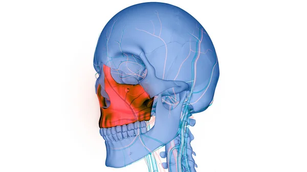 Sistema Esquelético Humano Piezas Del Hueso Del Cráneo Maxilla Anatomía —  Fotos de Stock