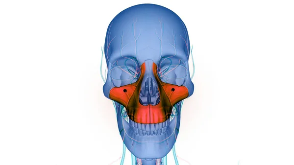 Nsan Skelet Sistemi Kafatası Kemiği Maksimum Anatomi Parçaları Boyut — Stok fotoğraf