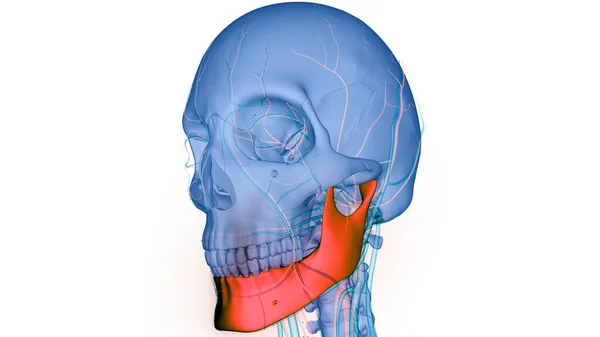 Sistema Esquelético Humano Piezas Del Hueso Del Cráneo Anatomía Mandíbula —  Fotos de Stock