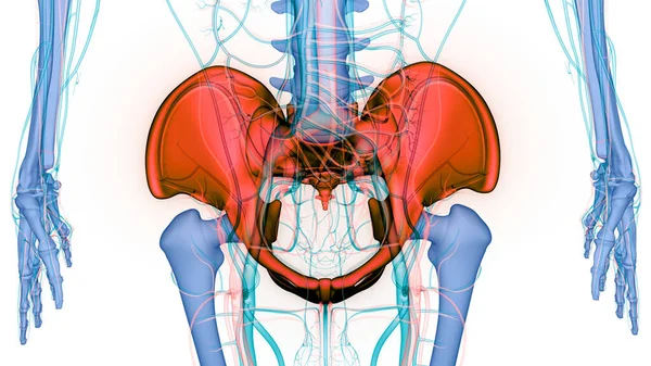 Människans Skelett System Hip Bone Joints Anatomi Tredimensionell — Stockfoto