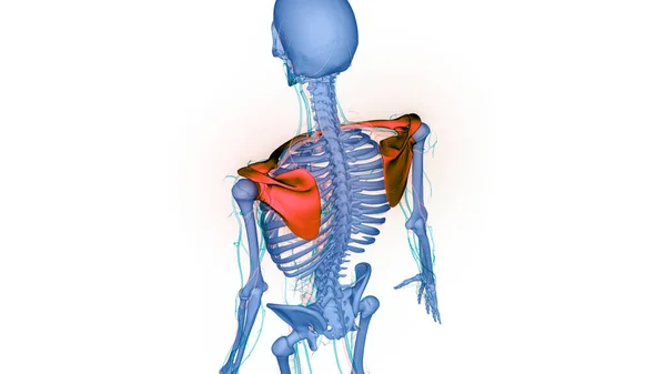 Человеческий Скелет Системы Нагрудные Плечи Пояса Кости Суставов Анатомии — стоковое фото