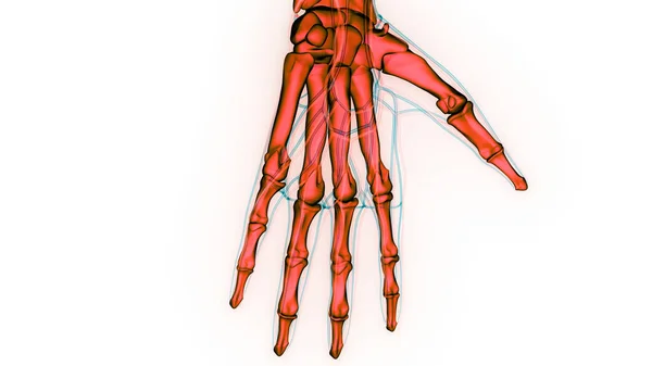 人类骨骼系统手部骨关节解剖 — 图库照片