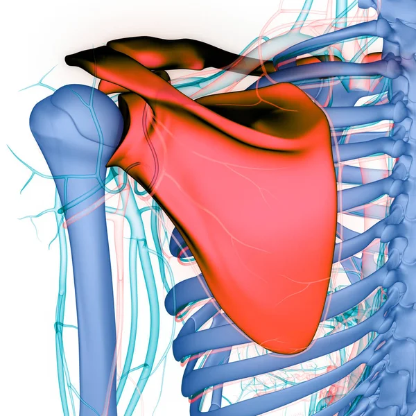Nsan Iskelet Sistemi Göğüs Korsesi Eklemleri Anatomisi Boyut — Stok fotoğraf