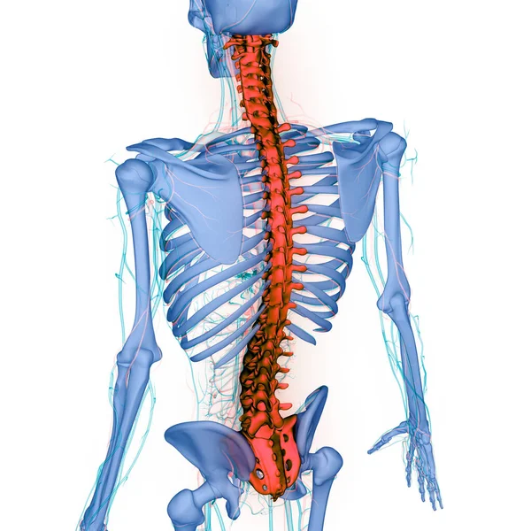 人体骨骼系统解剖的脊髓垂直脑柱 — 图库照片