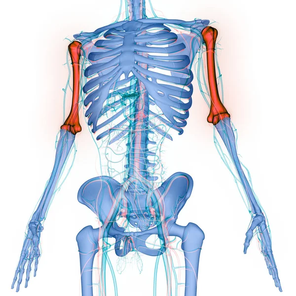 Menschliches Skelettsystem Humerus Bones Joints Anatomy — Stockfoto