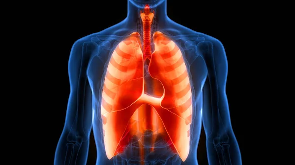 Pulmones Del Sistema Respiratorio Humano Con Anatomía Del Diafragma — Foto de Stock