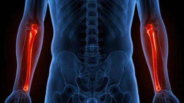 Ilustración Del Esqueleto Humano Huesos Articulaciones Anatomía —  Fotos de Stock