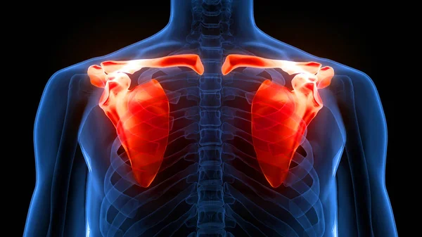 Human Skeleton System Pectoral Girdle Bone Joints Anatomy — стокове фото