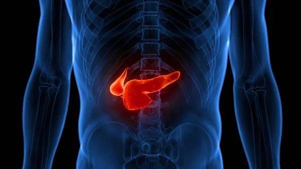 Menneskelig Indre Organer Pancreas Anatomi 3Dname - Stock-foto