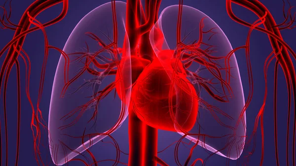 Human Circulatory System Heart Anatomy. 3D