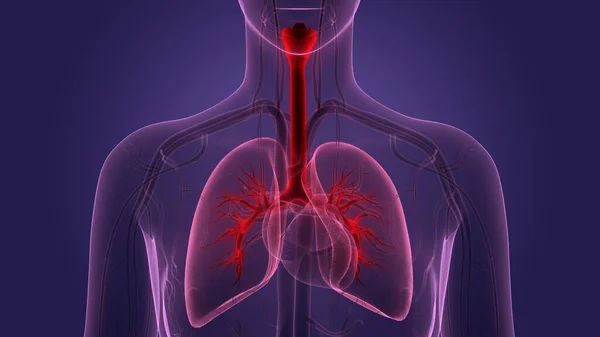 Human Circulatory System Heart Anatomy. 3D