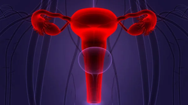 Anatomia Del Sistema Riproduttivo Femminile — Foto Stock