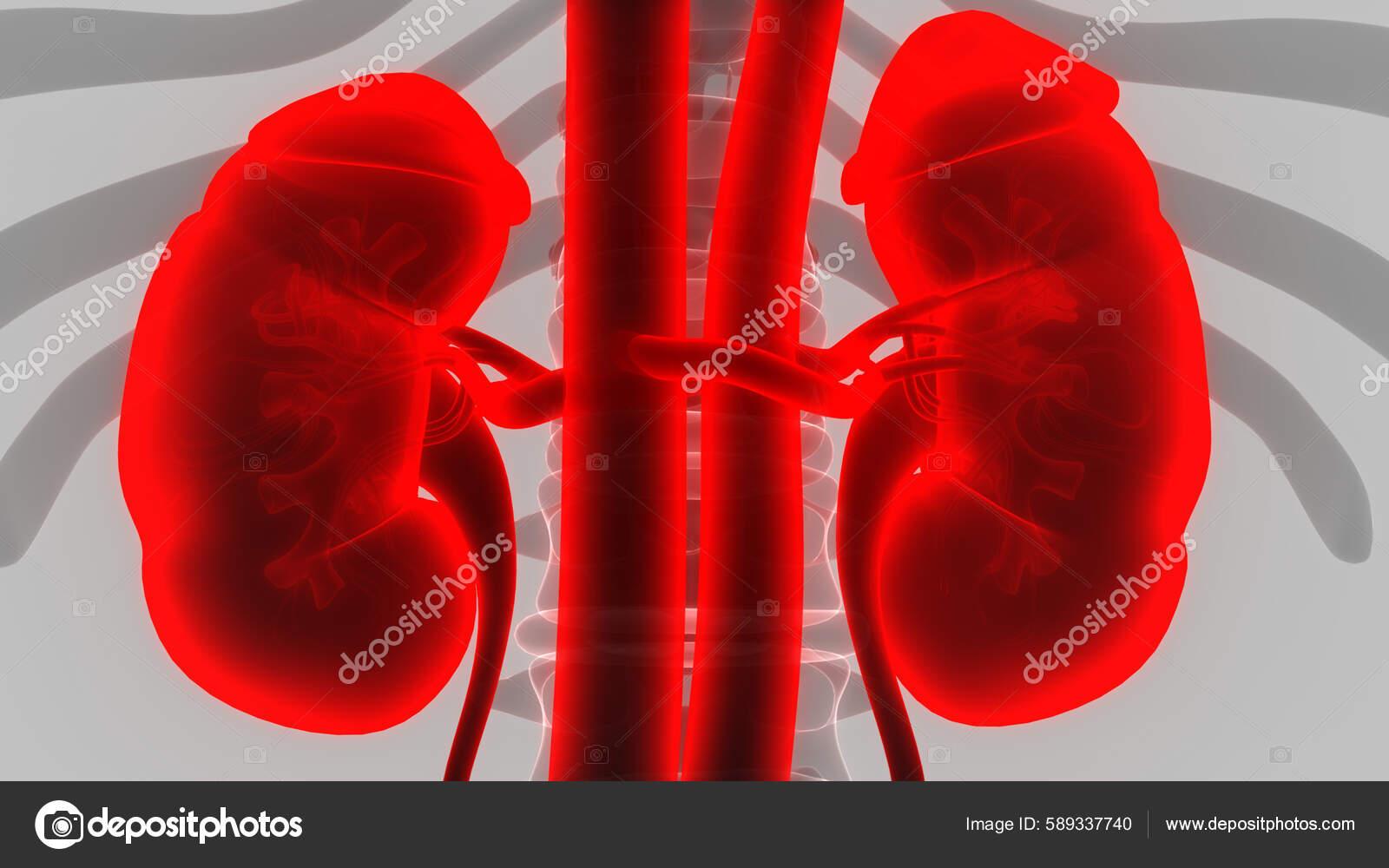 Human Urinary System Kidneys Anatomy Stock Photo by ©magicmine 589337740