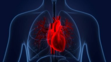 İnsan Dolaşım Sistemi Kalp Anatomisi. Üç Boyut